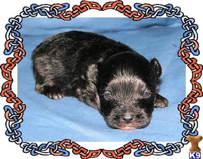 Puppies in KY